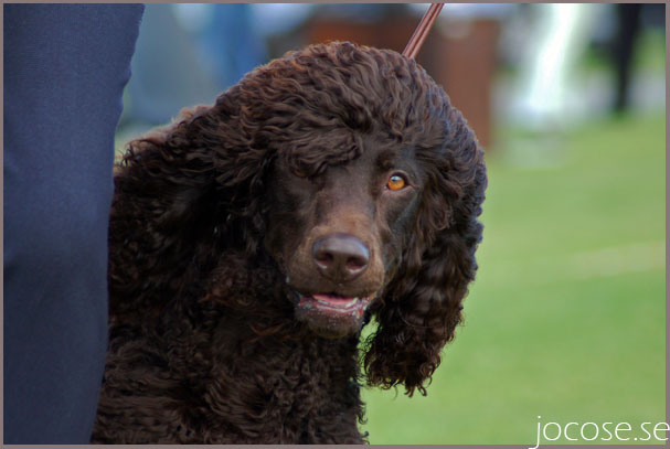 irländsk vattenspaniel