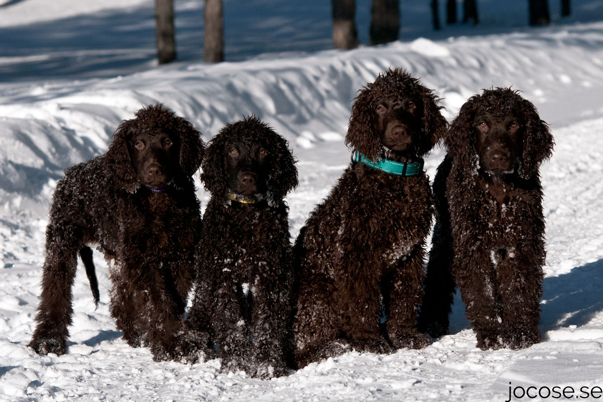 Från vä: Reta, Bella, Milo, Terra. Ca 3månader.